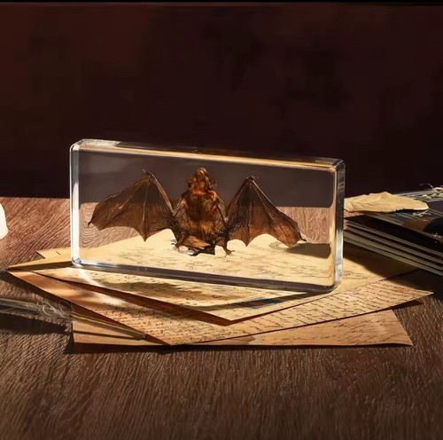 Esemplare pipistrello - esemplare,