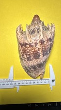 CONCHIGLIA VOLUTA CYMBIOLA IMPERIALIS COD.  345 SHELL