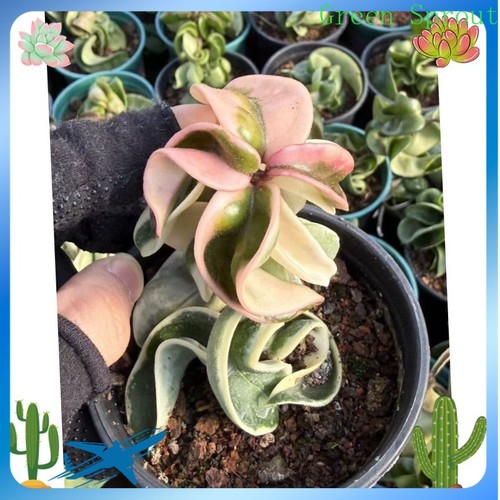 Pianta succulenta foglia