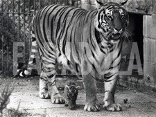 Foto vintage UK, Mamma tigre con uno dei suoi cuccioli, stampa 21x15 cm