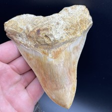 Dente squalo megalodonte - squalo,