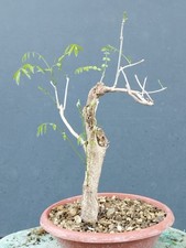 Bonsai di Glicine 40x30cm In
