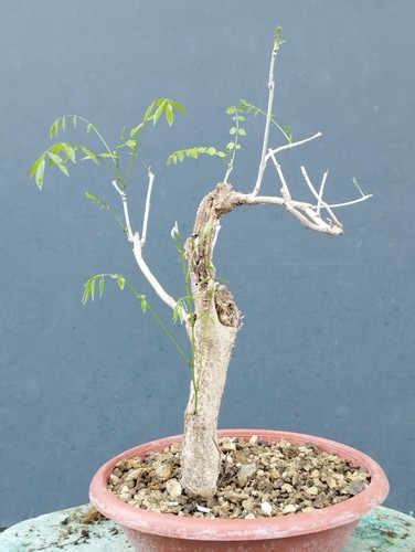 Bonsai glicine 40x30cm in - glicine,