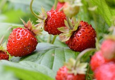 50 semi di FRAGOLA DI TORTONA
