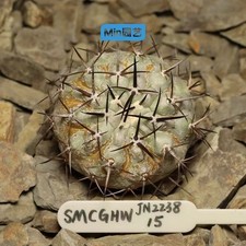 6,3 cm Copiapoa cinerea