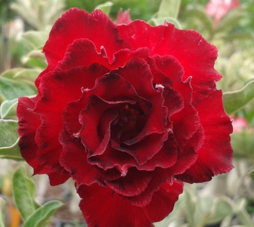 Rosa del deserto - ,