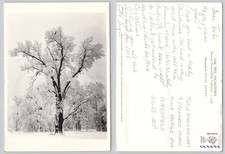 x03804 Ansel Adams Oak Tree