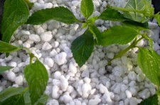 10 LITRI PERLITE ESPANSA AGRIPERLITE BIANCA SUBSTRATO PIANTE ORTO GIARDINO FIORI