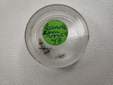 Axe landeron 48 inca - Balance