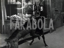 Foto Vintage Animali Due cani con museruola giocano anni 60 stampa 24x18 cm