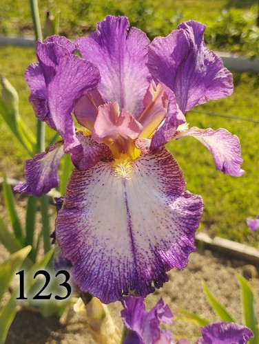 Rizoma iris germanica - 1, di