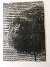 Charming Baker - L'inferno