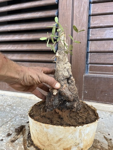 Bonsai phillirea pianta - bonsai, phillirea.
