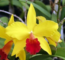 Cattleya california apricot - california,