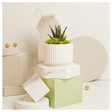 Vasetto con piantina ø 6,5 cm