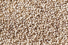 100 SEMI DI SORGO BIANCO "durra bianca"