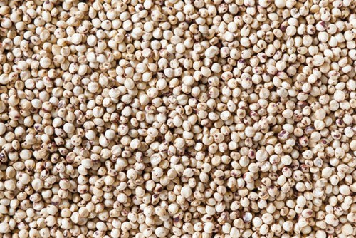 100 semi sorgo bianco - sorgo,