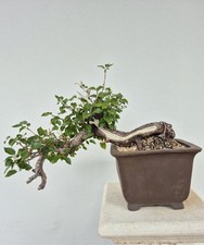 Bonsai Prunus – Altezza