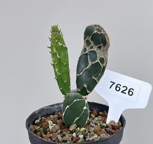 Vaso opuntia zebrina - cm,