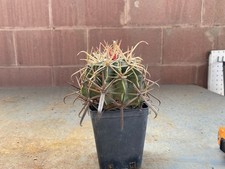 Ferocactus Latispinus