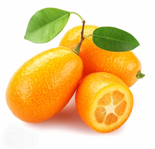 Semi kumquat biologici 15 - di,