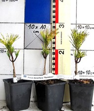 Pinus densiflora "Rainbow"