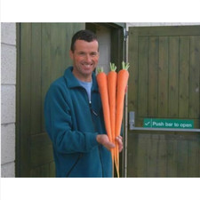 CAROTA GIGANTE, 150 semi   + OMAGGIO