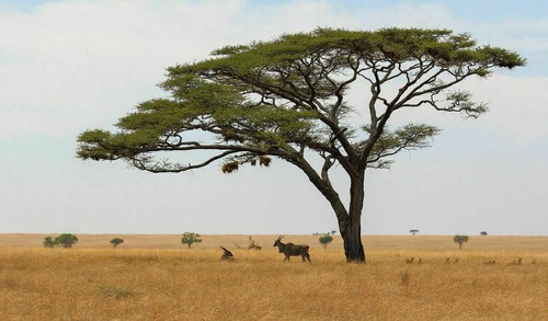 Acacia ombrello - acacia, ad