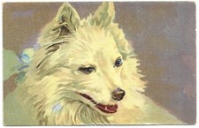Antica Cartolina ANIMALI: CANE VOLPINO DI POMERANIA BIANCO