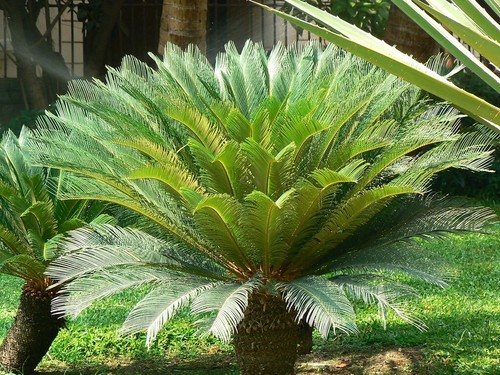 Semi cycas revoluta - cycas,
