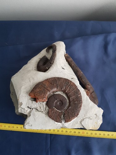 Ammonite guscio conchiglia - -, guscio,