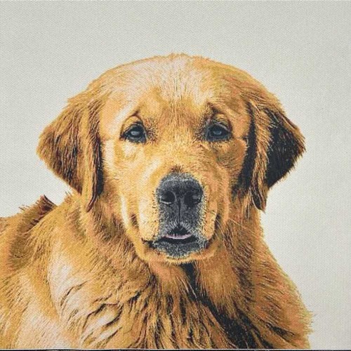 Pannello suede cane labrador - suede,