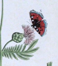 1735, RARO VERO ERBARIO DI BLACKWELL dipinto a mano FOLIO GRAT CENTORY XGK