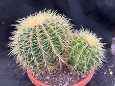 Echinocactus grusonii cactus - ,