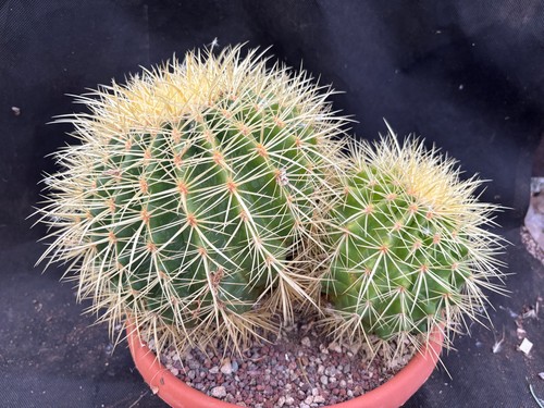 Echinocactus grusonii cactus - grusonii,