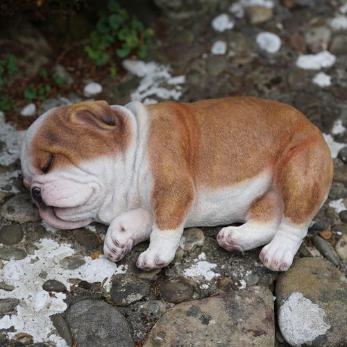 Bulldog addormentato cucciolo