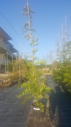 Glicine wisteria innesto viola - wisteria,