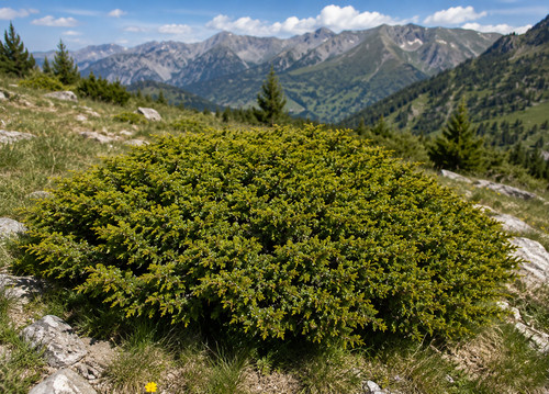Juniperus sibirica 100 semi - juniperus,