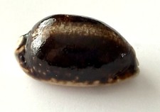 Superbe Cypraea Eglantina