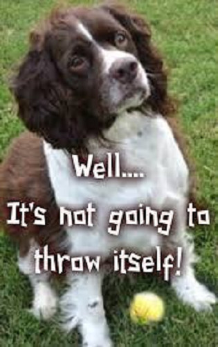 Springer spaniel magnete - springer,
