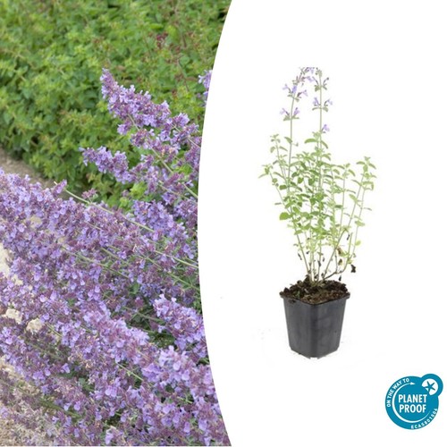 Erba gatta nepeta - gatta,