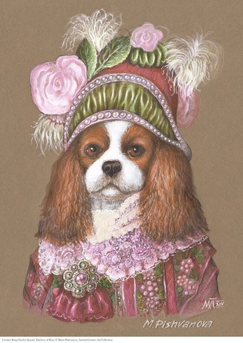 Cavalier king charles spaniel - cavalier,