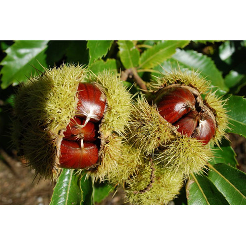Castagno castanea sativa - castagno, sativa"