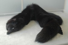 Collo di volpe nera intera