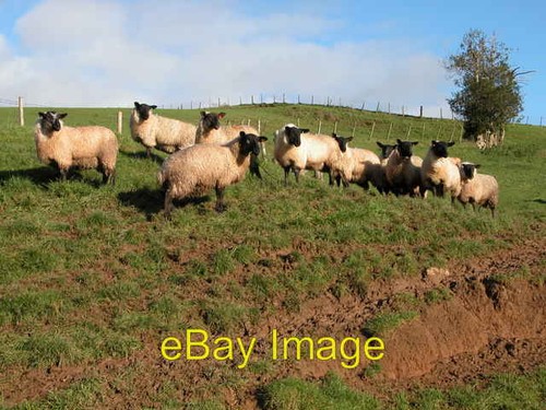 Photo 6x4 suffolk sheep - 6x4, on