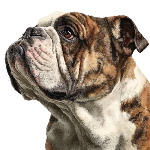 Adesivi bulldog auto - bulldog,