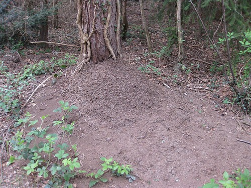 Photo 6x4 colony - of, ants