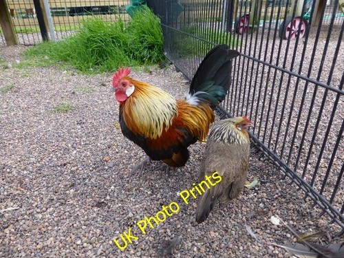 Photo 6x4 french wheatan - photo,
