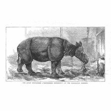 Il rinoceronte di Giava ai