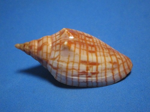 Harpulina arausiaca